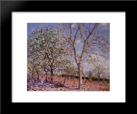 Plum And Walnut Trees In Spring 20x24 Black Modern Wood Framed Art Print Poster by Sisley, Alfred
