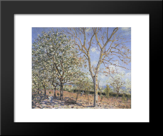 Trees In Bloom 20x24 Black Modern Wood Framed Art Print Poster by Sisley, Alfred