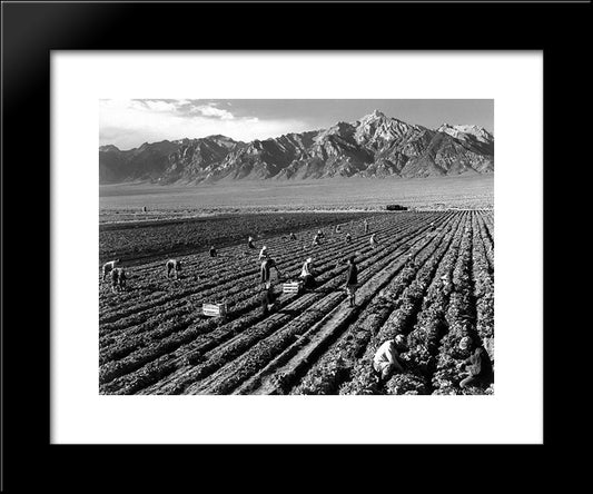 Farm, Farm Workers, Mt. Williamson In Background, Manzanar Relocation Center, California 20x24 Black Modern Wood Framed Art Print Poster by Adams, Ansel