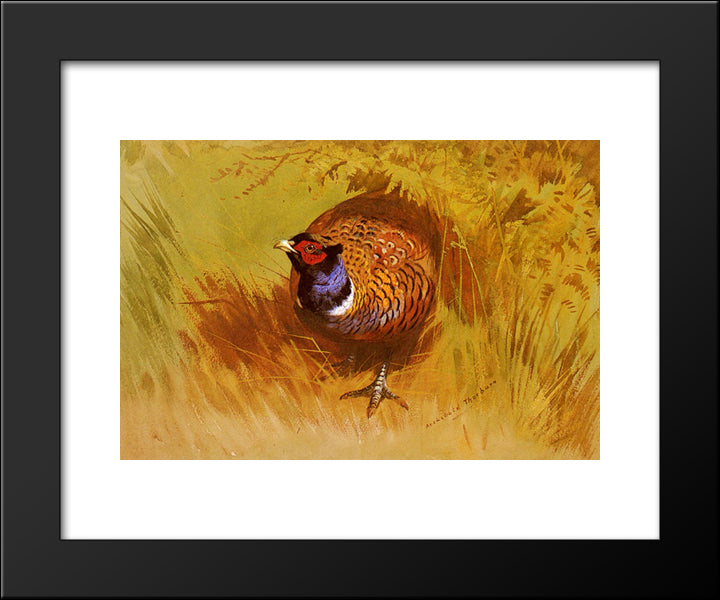 A Cock Pheasant 20x24 Black Modern Wood Framed Art Print Poster by Thorburn, Archibald