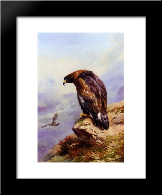 A Golden Eagle 20x24 Black Modern Wood Framed Art Print Poster by Thorburn, Archibald