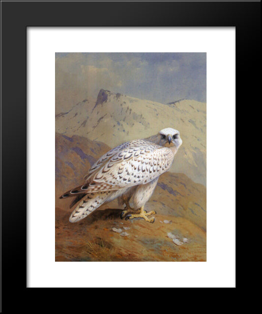 A Greenland, Or Gyr Falcon 20x24 Black Modern Wood Framed Art Print Poster by Thorburn, Archibald