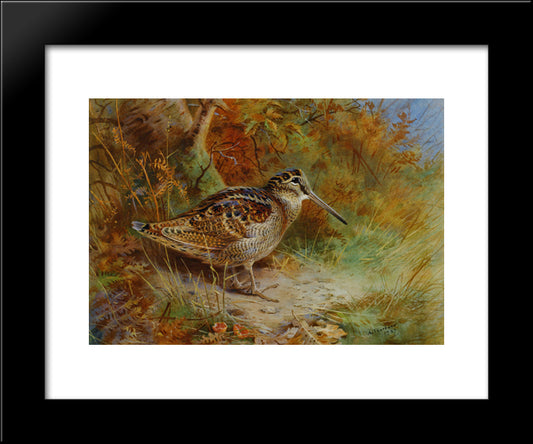 A Woodcock 20x24 Black Modern Wood Framed Art Print Poster by Thorburn, Archibald