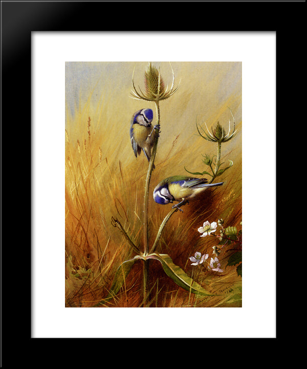 Bluetits On A Teasel 20x24 Black Modern Wood Framed Art Print Poster by Thorburn, Archibald