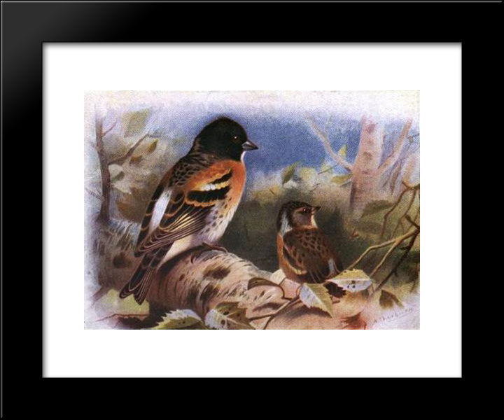 Brambling 20x24 Black Modern Wood Framed Art Print Poster by Thorburn, Archibald