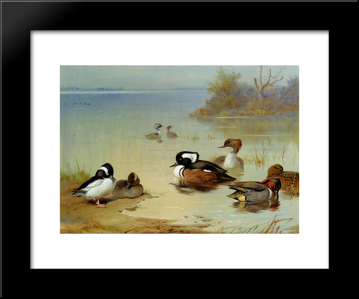 Buffel Headed Duck American Green Winged Teal And Hooded Merganser 20x24 Black Modern Wood Framed Art Print Poster by Thorburn, Archibald