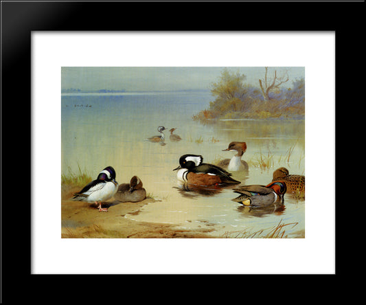 Buffel Headed Duck American Green Winged Teal And Hooded Merganser 20x24 Black Modern Wood Framed Art Print Poster by Thorburn, Archibald