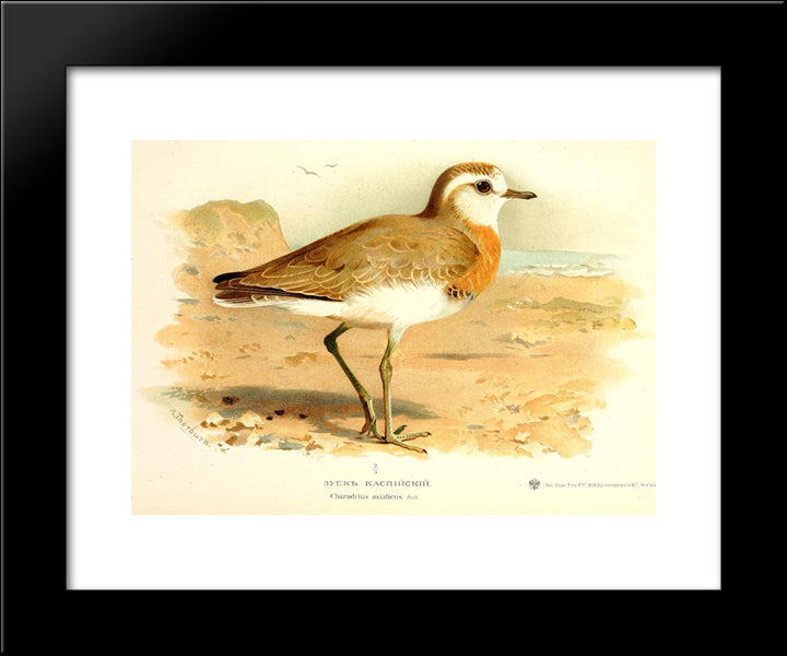 Caspian Plover 20x24 Black Modern Wood Framed Art Print Poster by Thorburn, Archibald