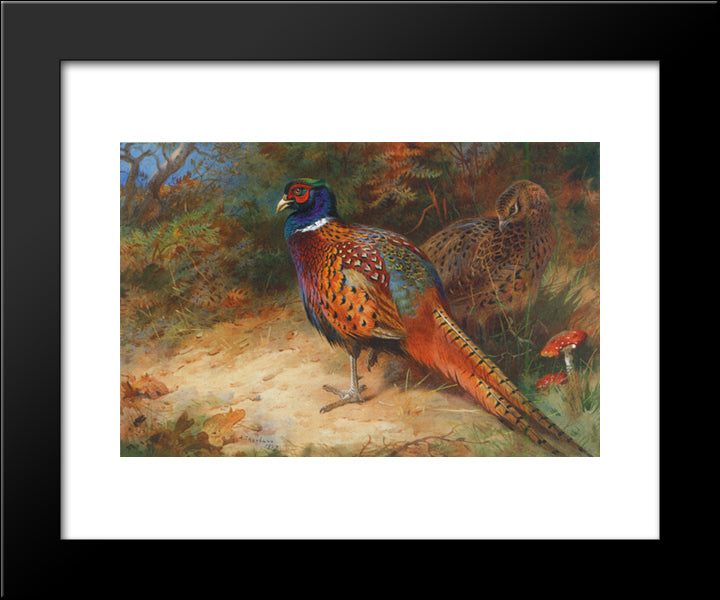 Cock And Hen Pheasant In The Undergrowth 20x24 Black Modern Wood Framed Art Print Poster by Thorburn, Archibald