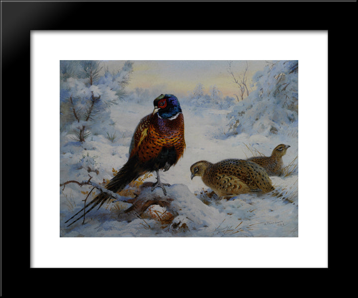 Cock And Hen Pheasant In Winter 20x24 Black Modern Wood Framed Art Print Poster by Thorburn, Archibald