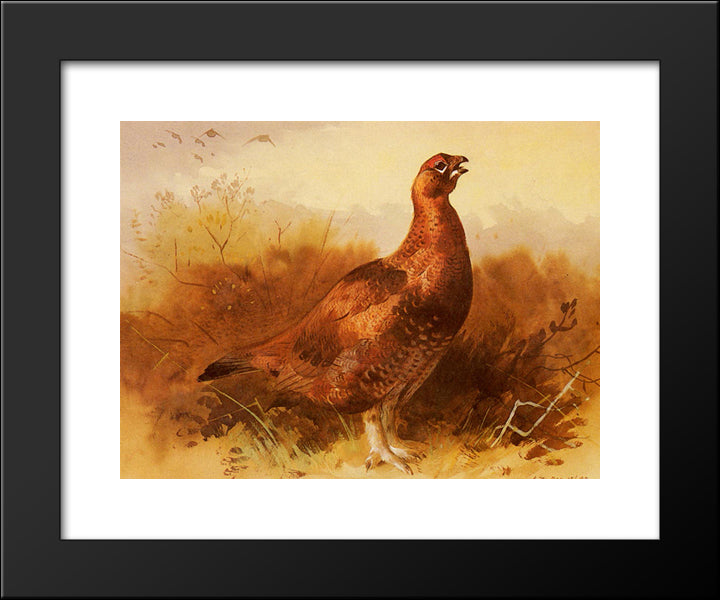 Cock Grouse 20x24 Black Modern Wood Framed Art Print Poster by Thorburn, Archibald