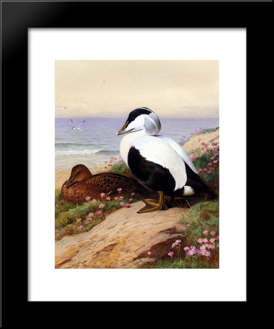 Common Eider Ducks 20x24 Black Modern Wood Framed Art Print Poster by Thorburn, Archibald