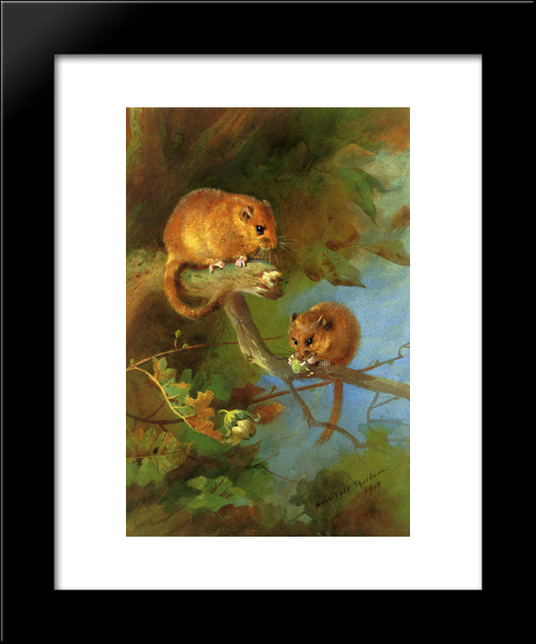 Dormice 20x24 Black Modern Wood Framed Art Print Poster by Thorburn, Archibald