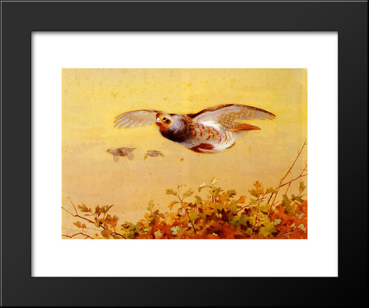 English Partridge In Flight 20x24 Black Modern Wood Framed Art Print Poster by Thorburn, Archibald