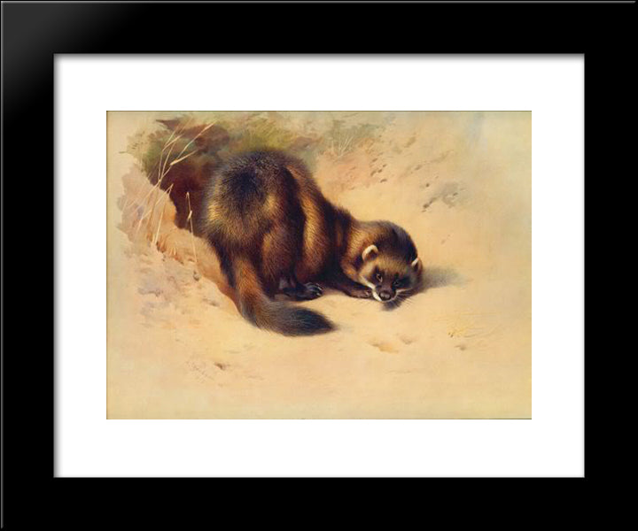 European Polecat 20x24 Black Modern Wood Framed Art Print Poster by Thorburn, Archibald