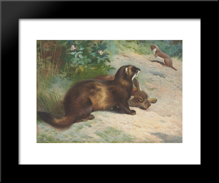 European Polecat Defending A Rabbit Carcass From A Least Weasel 20x24 Black Modern Wood Framed Art Print Poster by Thorburn, Archibald