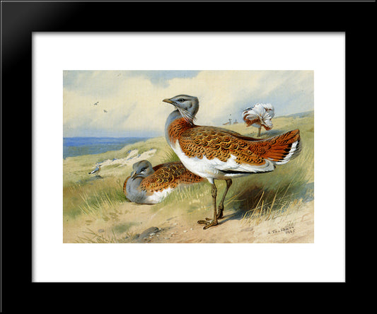 Great Bustards 20x24 Black Modern Wood Framed Art Print Poster by Thorburn, Archibald