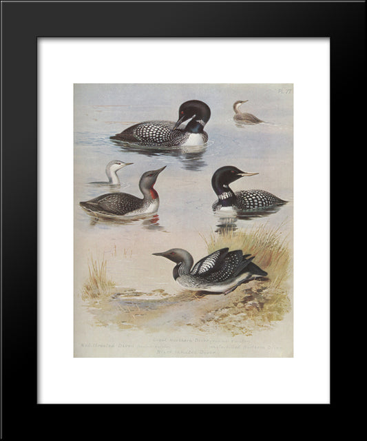 Great Northern Diver 20x24 Black Modern Wood Framed Art Print Poster by Thorburn, Archibald