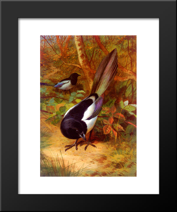 Magpies 20x24 Black Modern Wood Framed Art Print Poster by Thorburn, Archibald