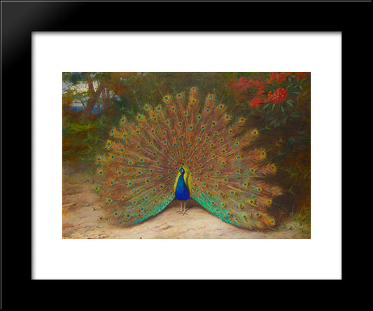 Peacock And Peacock Butterfly 20x24 Black Modern Wood Framed Art Print Poster by Thorburn, Archibald