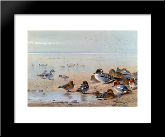 Pintail, Teal And Wigeon, On The Seashore 20x24 Black Modern Wood Framed Art Print Poster by Thorburn, Archibald