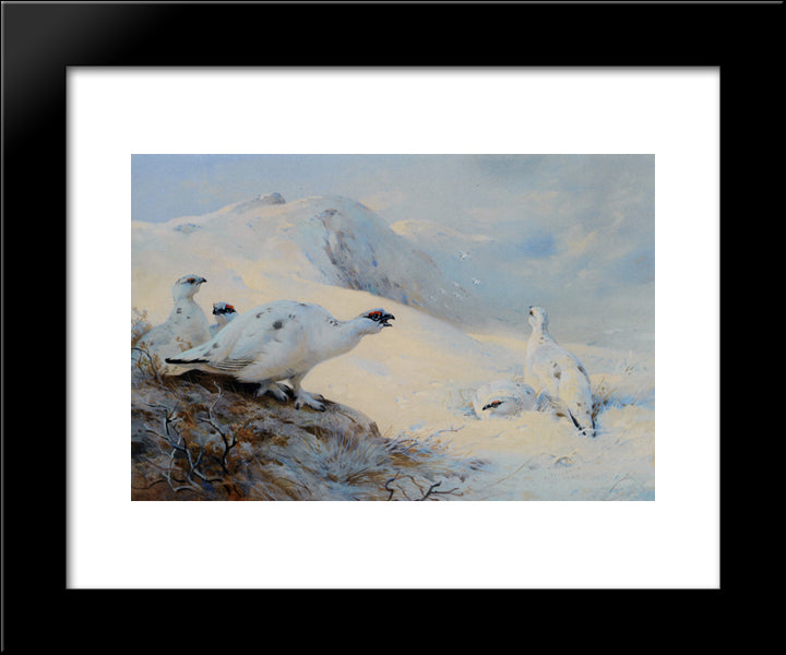 Ptarmigan Calling In The Snow 20x24 Black Modern Wood Framed Art Print Poster by Thorburn, Archibald