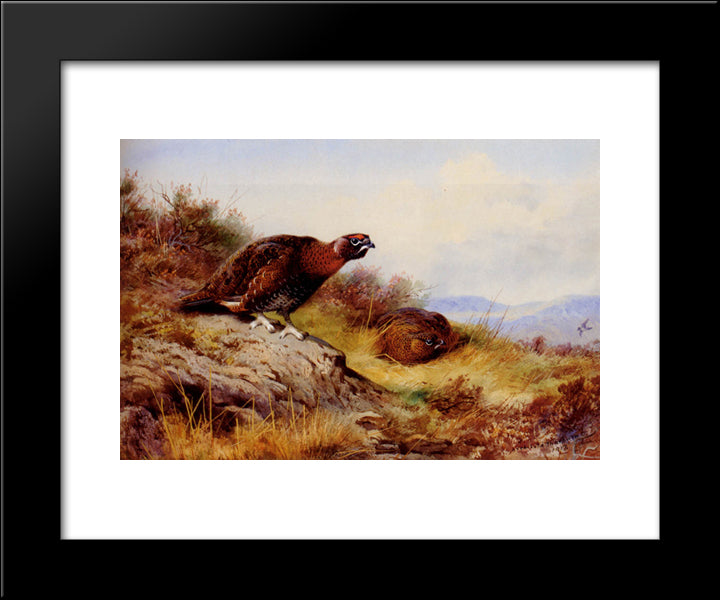 Red Grouse On The Moor 20x24 Black Modern Wood Framed Art Print Poster by Thorburn, Archibald