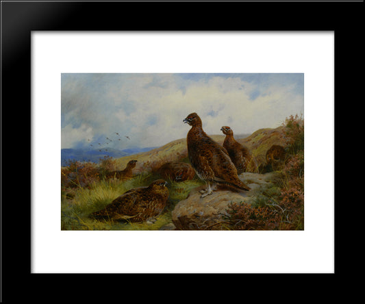 Red Grouse Packing 20x24 Black Modern Wood Framed Art Print Poster by Thorburn, Archibald