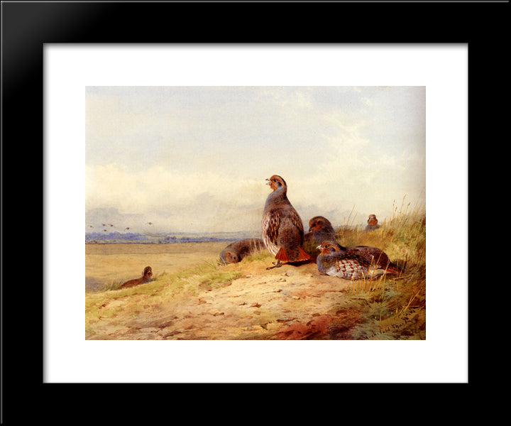 Red Partridges 20x24 Black Modern Wood Framed Art Print Poster by Thorburn, Archibald