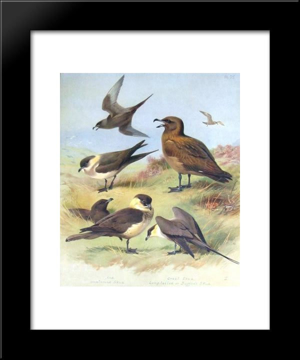 Richardson'S Skua, Great Skua, Pomarine Skua 20x24 Black Modern Wood Framed Art Print Poster by Thorburn, Archibald