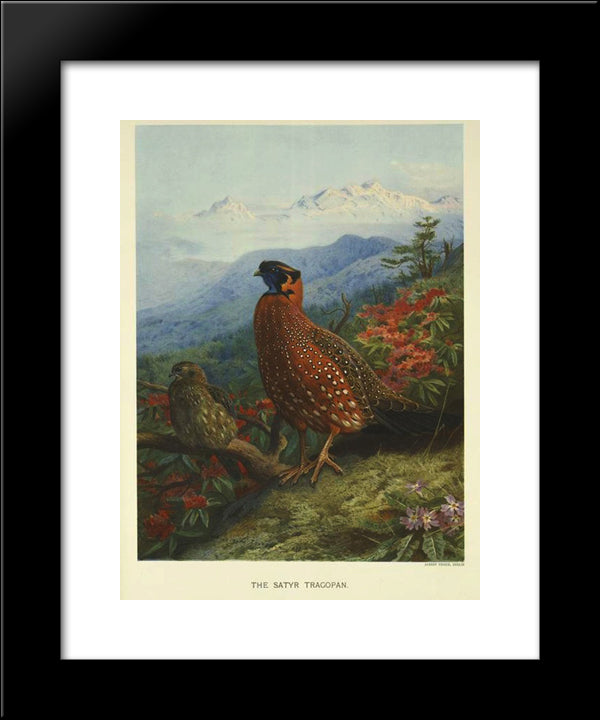 Satyr-Tragopan 20x24 Black Modern Wood Framed Art Print Poster by Thorburn, Archibald