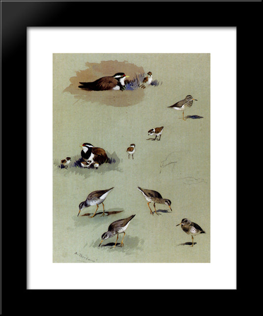 Study Of Sandpipers, Cream Coloured Coursers And Other Birds 20x24 Black Modern Wood Framed Art Print Poster by Thorburn, Archibald