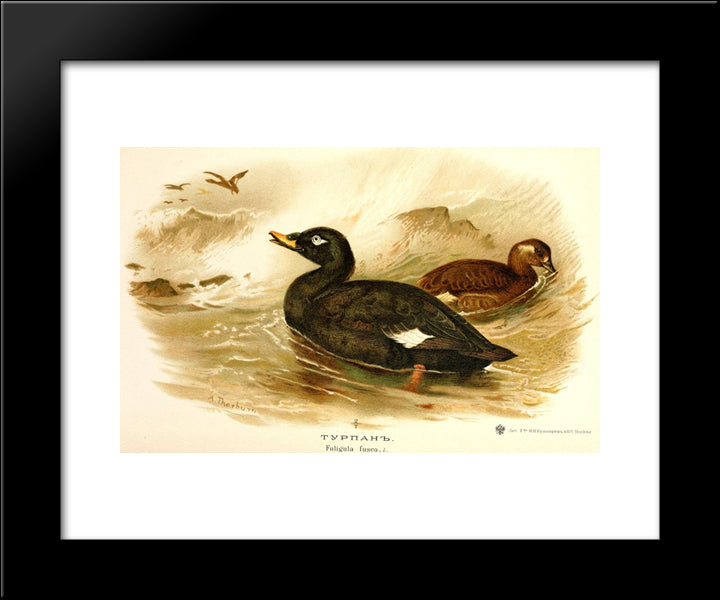 Velvet Scoter 20x24 Black Modern Wood Framed Art Print Poster by Thorburn, Archibald