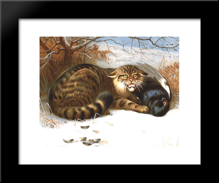 Wildcat 20x24 Black Modern Wood Framed Art Print Poster by Thorburn, Archibald