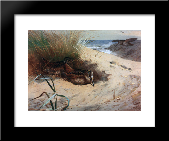 Woodcock Among The Dunes 20x24 Black Modern Wood Framed Art Print Poster by Thorburn, Archibald