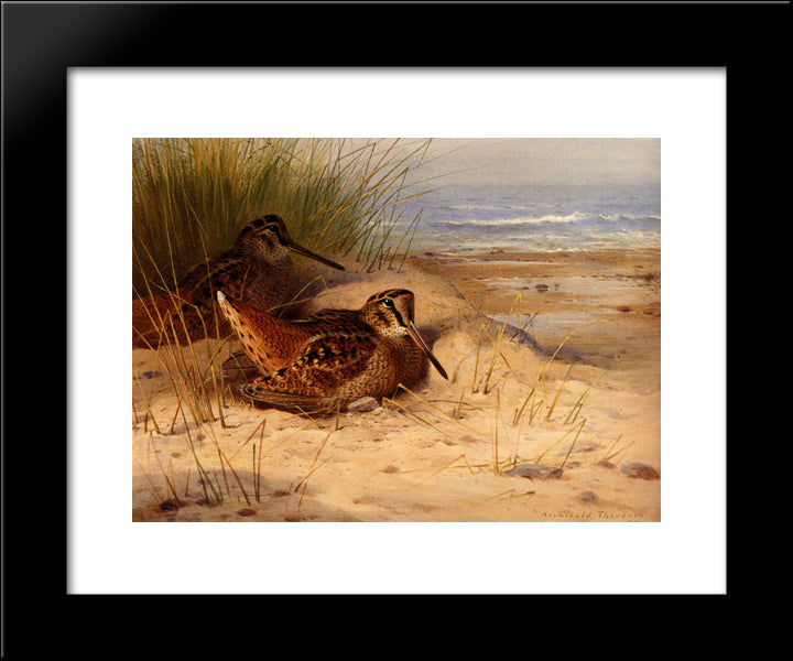 Woodcock Nesting On A Beach 20x24 Black Modern Wood Framed Art Print Poster by Thorburn, Archibald