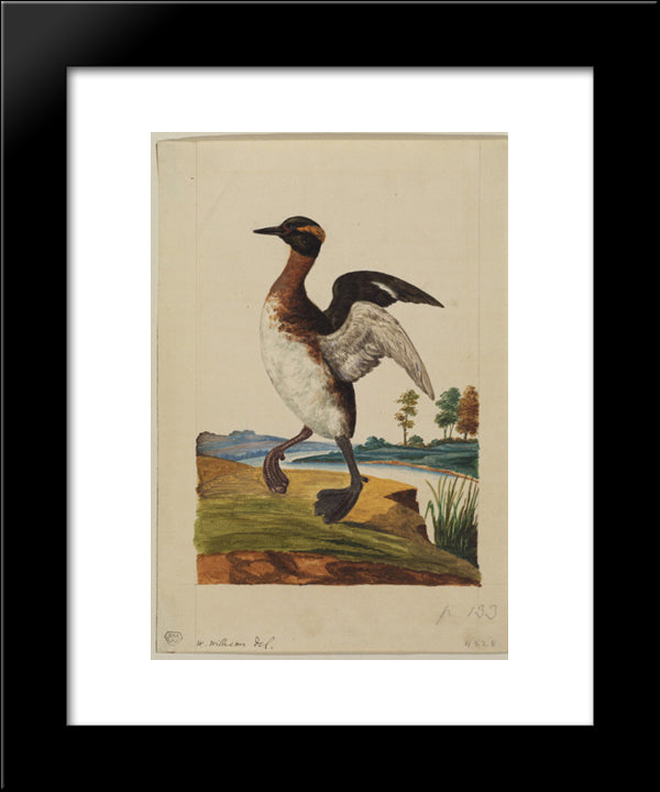 Water-Bird Poised By A River 20x24 Black Modern Wood Framed Art Print Poster by Williams, William