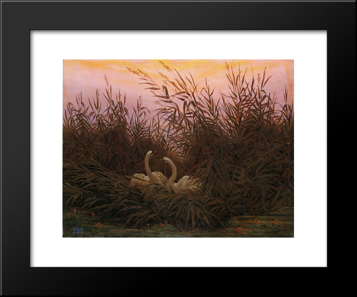 Swans Among The Reeds At The First Morgenro 20x24 Black Modern Wood Framed Art Print Poster by Friedrich, Caspar David