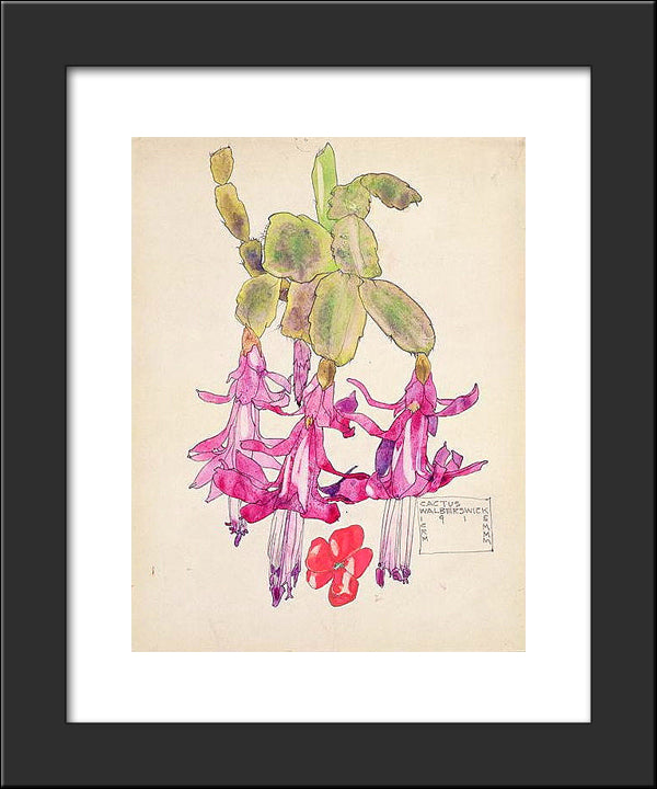 Cactus Flower 20x24 Black Modern Wood Framed Art Print Poster by Mackintosh, Charles Rennie