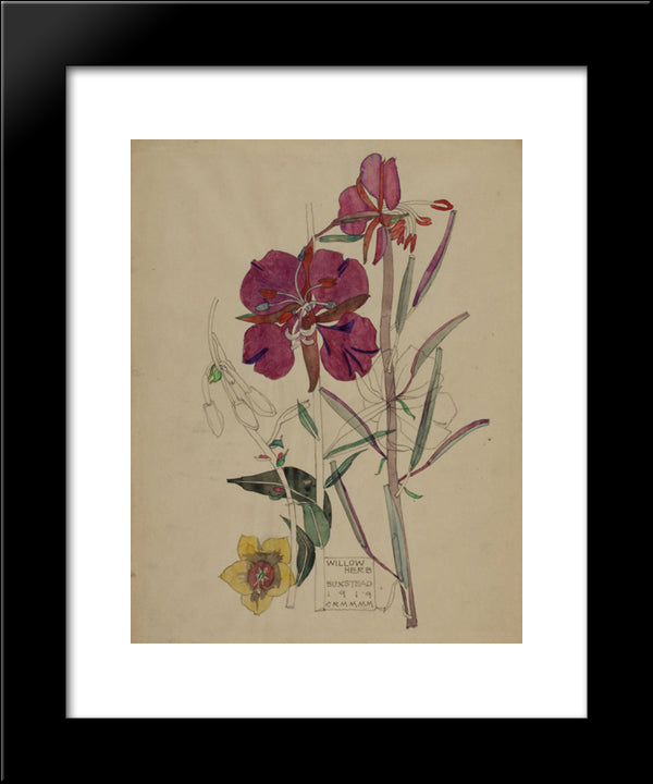 Willow Herb, Buxstead 20x24 Black Modern Wood Framed Art Print Poster by Mackintosh, Charles Rennie