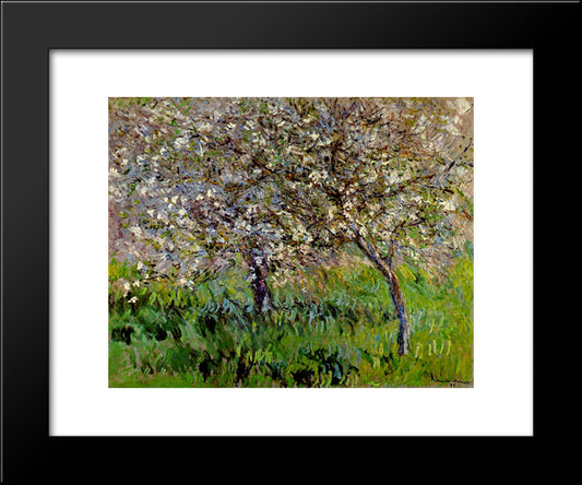 Apple Trees In Bloom At Giverny 20x24 Black Modern Wood Framed Art Print Poster by Monet, Claude