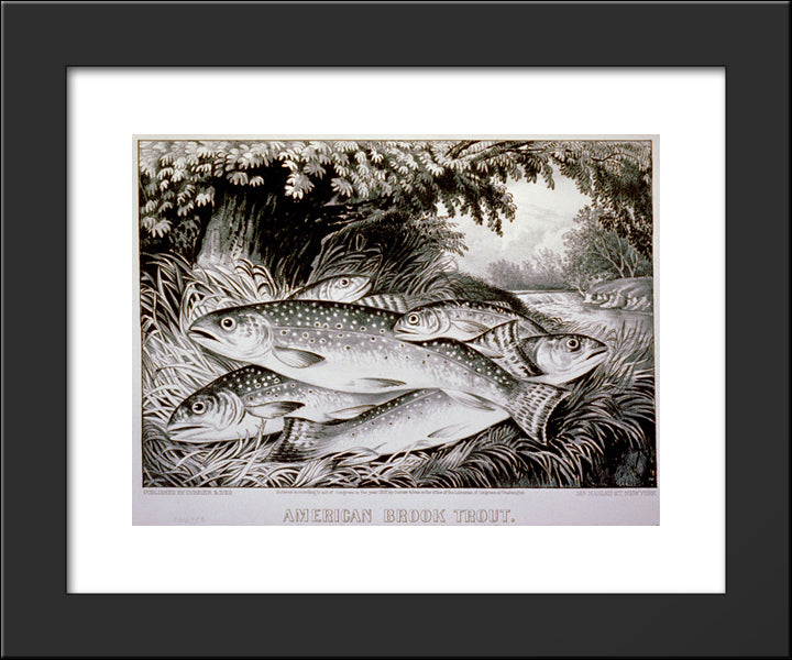 American Brook Trout 20x24 Black Modern Wood Framed Art Print Poster by Currier and Ives