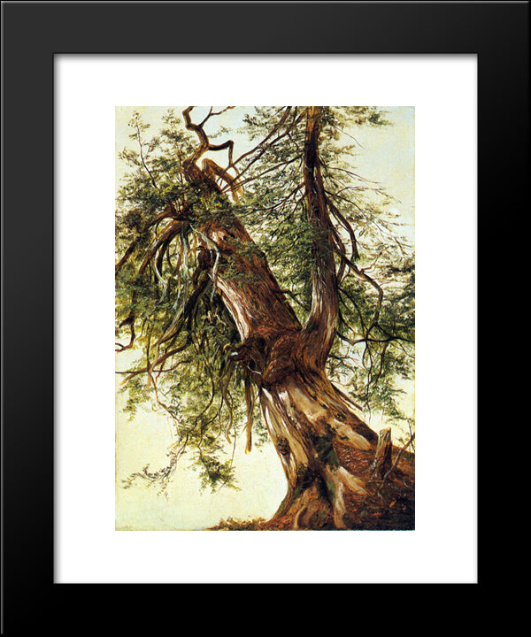 Study Of A Cedar 20x24 Black Modern Wood Framed Art Print Poster by Johnson, David