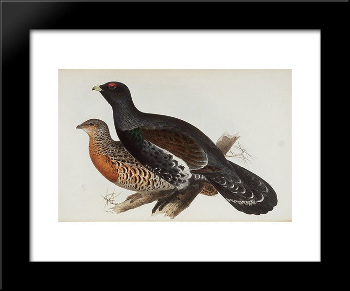 Capercaillie Or Cock Of The Wood 20x24 Black Modern Wood Framed Art Print Poster by Lear, Edward