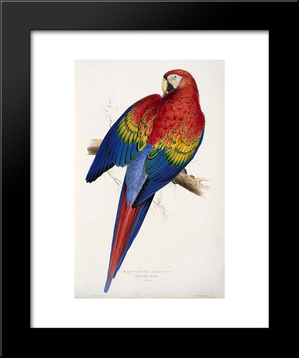 Macrocercus Aracanga (Ara Macao) 20x24 Black Modern Wood Framed Art Print Poster by Lear, Edward
