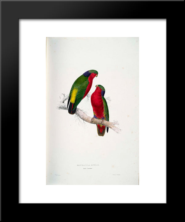 Psittacula Kuhlii (Kuhl'S Lorikeets) 20x24 Black Modern Wood Framed Art Print Poster by Lear, Edward