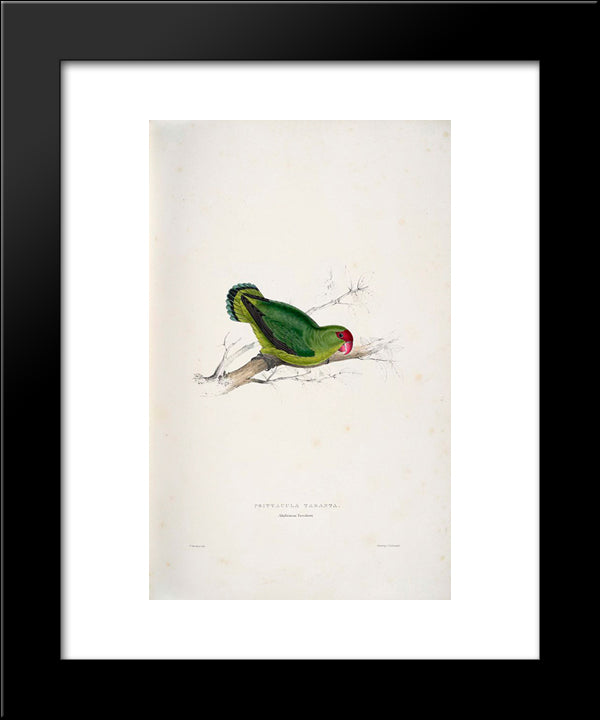 Psittacula Taranta. Abyssinian Parrakeet (Abyssinian Lovebird) 20x24 Black Modern Wood Framed Art Print Poster by Lear, Edward