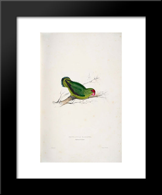 Psittacula Taranta. Abyssinian Parrakeet (Abyssinian Lovebird) 20x24 Black Modern Wood Framed Art Print Poster by Lear, Edward
