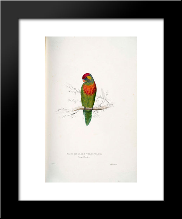 Psitteuteles Versicolor 20x24 Black Modern Wood Framed Art Print Poster by Lear, Edward