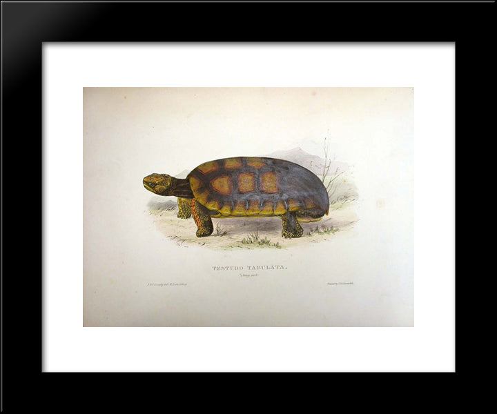 Testudo Tabulata (Chelonoidis Denticulata) 20x24 Black Modern Wood Framed Art Print Poster by Lear, Edward